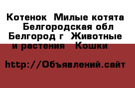 Котенок. Милые котята.  - Белгородская обл., Белгород г. Животные и растения » Кошки   